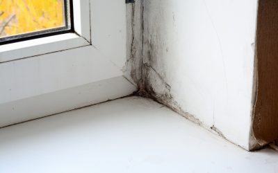 Prevent Home Flooding with Water Mitigation Companies in Federal Way, WA, Solutions