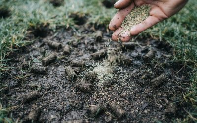 Repair Thin Grass With Professional Lawn Seeding in Mullica Hill,NJ